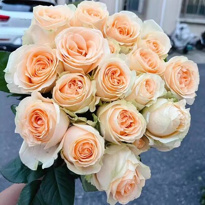 蜜桃雪山 月季花苗 玫瑰多季开花灌木切花香槟色庭院阳台盆栽