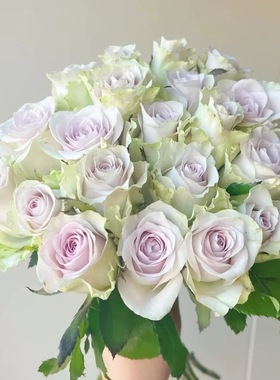 海洋之谜 月季花苗 大花灌木切花勤花月季 庭院阳台盆栽花卉