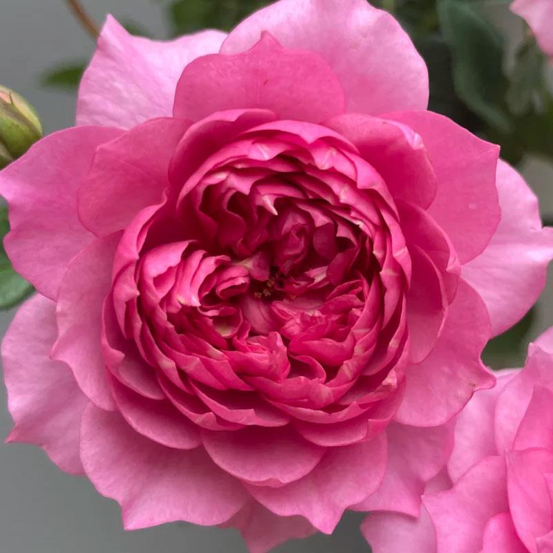 新品 灼华 月季花苗 重瓣灌木多头勤花淡香月季 庭院阳台盆栽