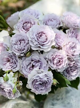 霁色 月季玫瑰花苗 灌木蓝紫色多头浓香勤花月季庭院阳台盆栽植物