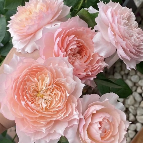 灌木花卉月季花苗欧月浓香勤花切花灌木果汁金丝雀盆栽