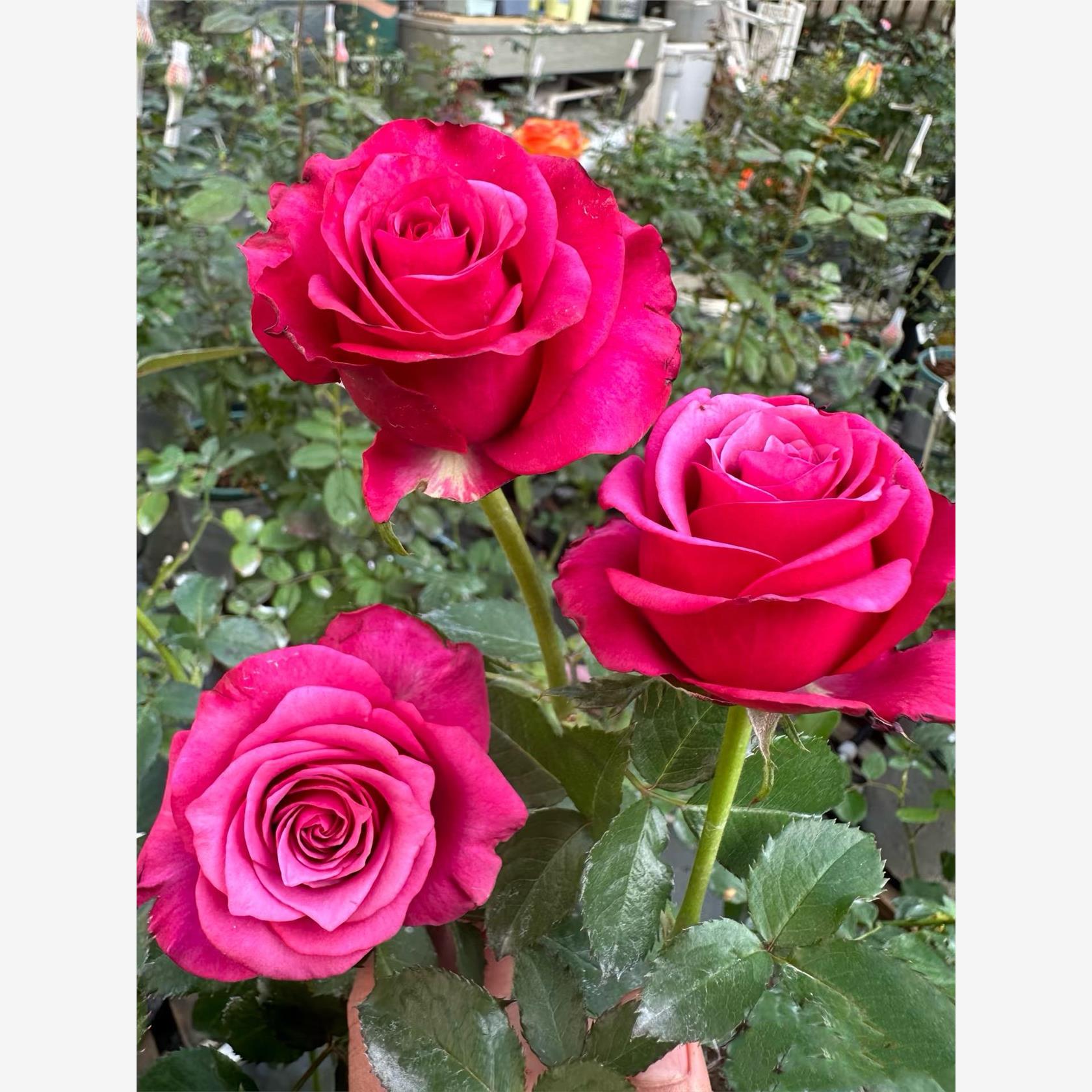 超新品梅丽莎月季玫紫色