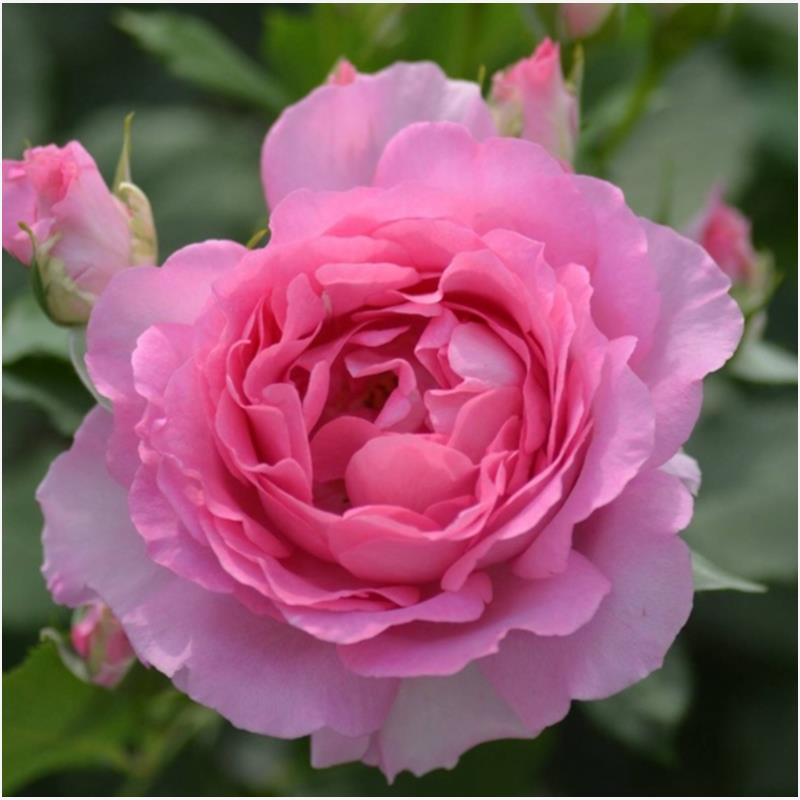 公主粉/粉姬/粉红公主 月季花苗河本纯子浓香多头大花庭院盆栽