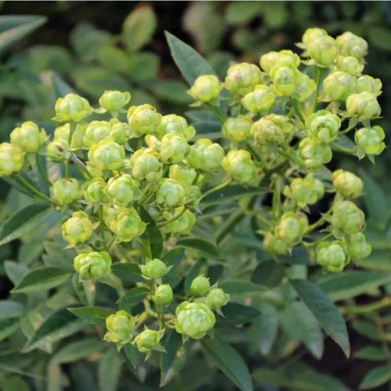 微月 绿闪电 月季花苗微型月季绿植勤多头灌木花室内阳台庭院盆栽