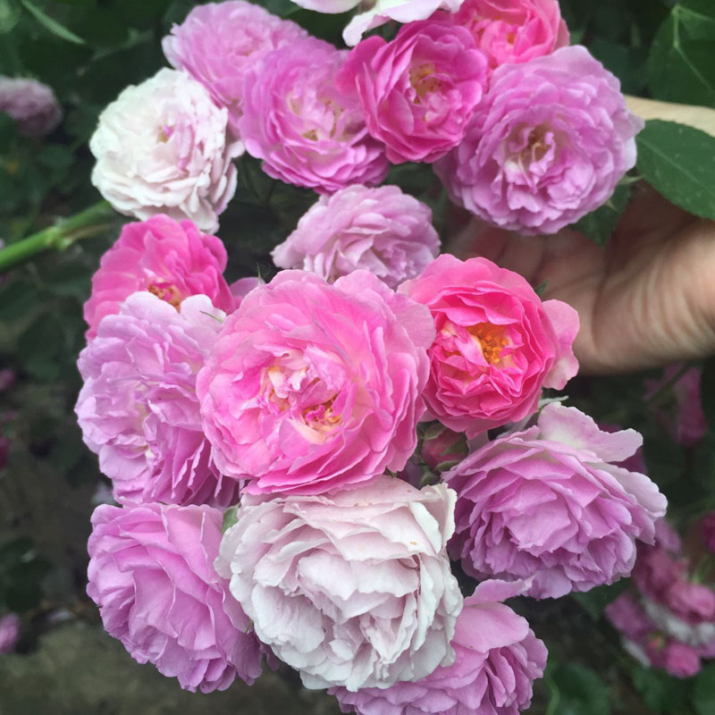 庭院爬藤无刺蔷薇花苗七姐妹粉白色重瓣藤本爬墙攀缘植物四季花卉