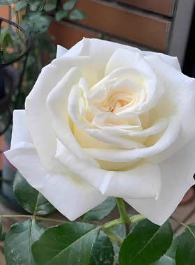 浓香 珍妮莫罗 月季花苗大花多季白色玫瑰花盆栽阳台灌木