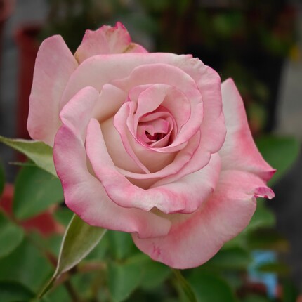 新品 克里克斯塔 月季花苗 大花灌木直立切花月季 庭院阳台盆栽