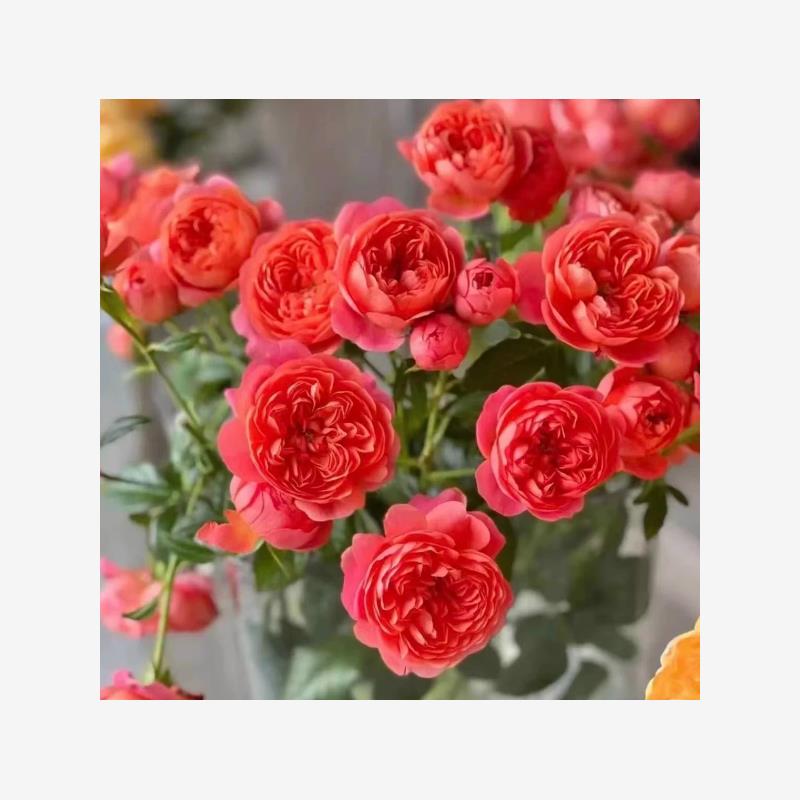 新品 彩虹果汁 月季花苗 阳台果汁 多头灌木勤花月季庭院阳台盆栽