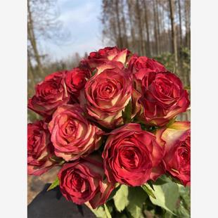 花苗庭院阳台盆栽花卉 大花灌木直立切花月季 挪威森林