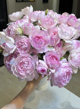 新品 玛莎 Martha 月季花苗 灌木浓香大花勤花月季 庭院阳台盆栽