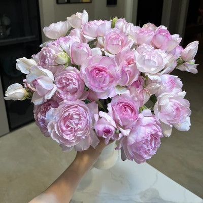 新品 玛莎 Martha 月季花苗 灌木浓香大花勤花月季 庭院阳台盆栽