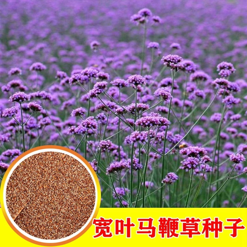 柳叶马鞭草种子多年生柠檬细叶宽叶阔叶马鞭草花种子