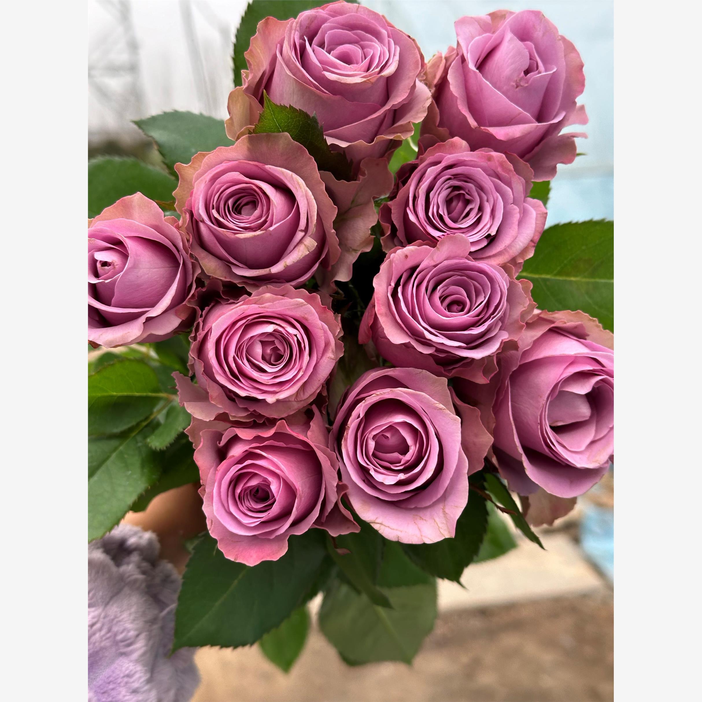 新品 紫菂玫瑰 月季花苗大花灌木重瓣高杯切花月季庭院阳台盆栽