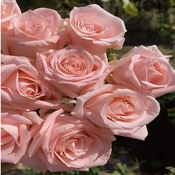 新品 柔情旋涡 月季花苗大花玫瑰肉粉色切花灌木勤花庭院阳台盆栽,鲜花速递/花卉仿真/绿植园艺,月季/蔷薇/玫瑰,淘宝优惠券,粉丝福利购,淘宝优惠卷