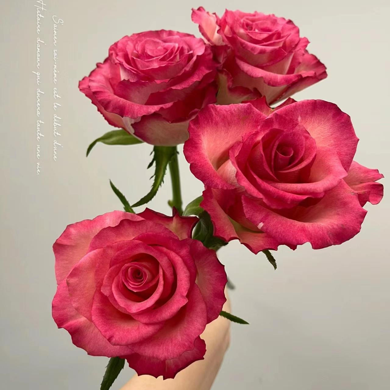 新品 尼克利达 月季花苗切花直立杯状勤花灌木月季阳台庭院盆栽