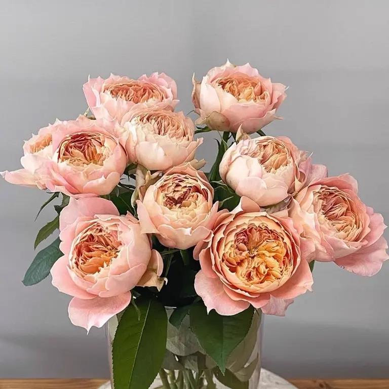 新品 奶糖古董 月季花苗 科德斯大花复色灌木淡香 切花 直立盆栽