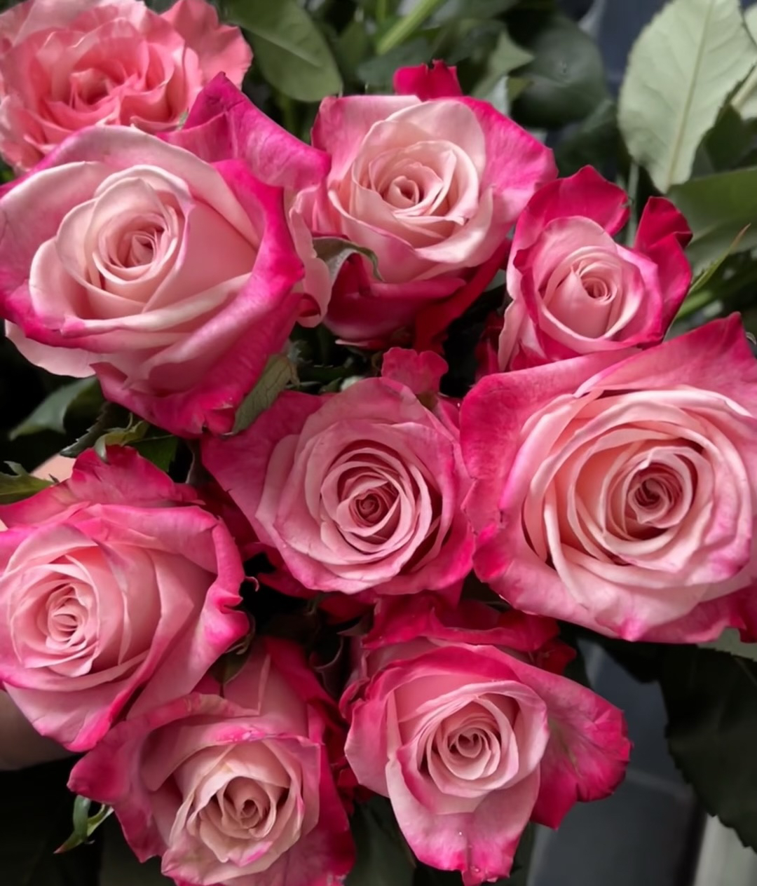 新品 扶摇 月季花苗 灌木切花勤花庭院阳台盆栽