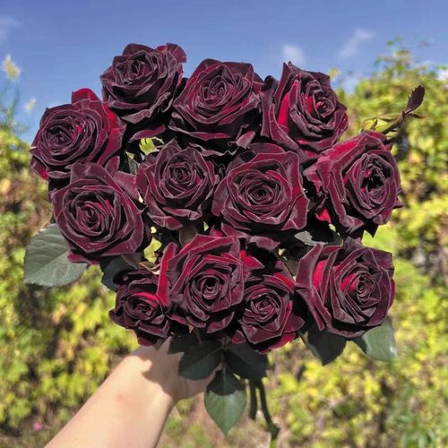 黑巴克 月季花苗 丝绒感大花灌木勤花玫瑰 庭院阳台盆栽花卉