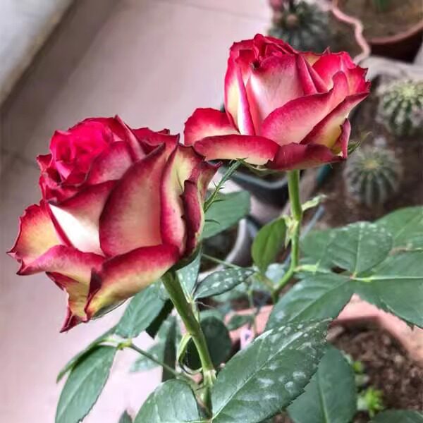 甜蜜蜜 灌木切花月季花苗 大花 直立型花朵 阳台庭院盆栽花卉