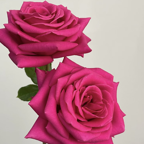 新品 弗洛伊德 月季玫瑰花苗 直立大花灌木勤花阳台盆栽庭院花卉