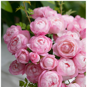 草莓杏仁饼 月季扦插花苗 庭院植物花卉玫瑰 多季开放