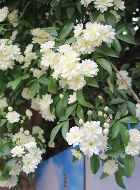 白色木香花大苗盆栽浓香花卉阳台庭院爬藤蔷薇可做垂吊花卉绿植物