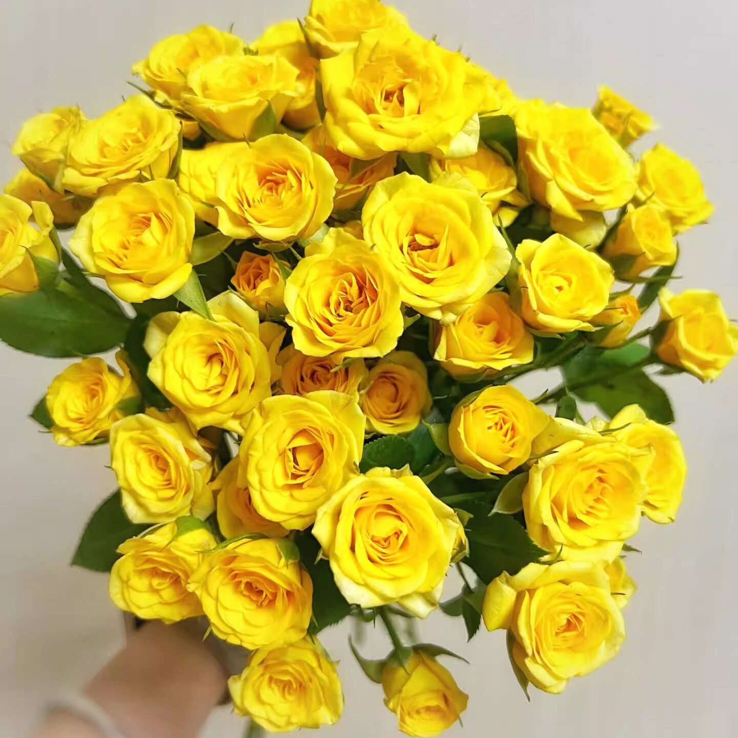 梦幻芭比泡泡 月季花苗 黄色多头勤花灌木月季 阳台庭院 盆栽花卉