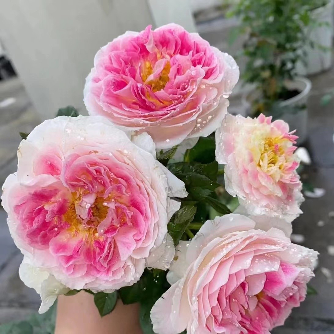 新品 假日岛芍药/根西 月季花苗 灌木勤花大花浓香阳台庭院 盆栽