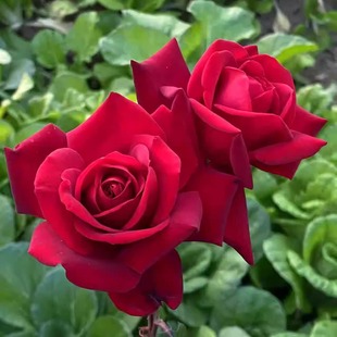 新品 英格丽褒曼 月季花苗大花灌木浓香切花玫瑰 庭院阳台盆栽