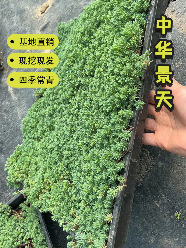 花镜植物中华景天黄金佛甲草薄雪草金叶佛甲草托盘地被植物耐寒