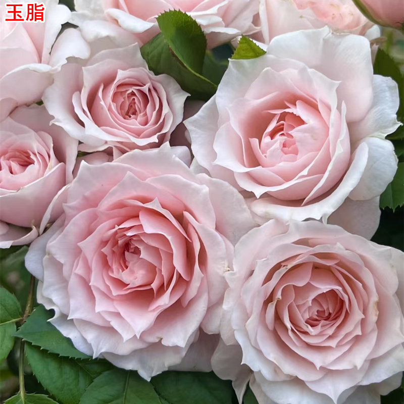 新品 玉脂 月季花苗 重瓣灌木多头勤花直立月季 庭院阳台盆栽