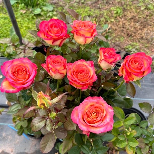 新品 韶华 月季花苗 大花灌木直立勤花切花玫瑰 阳台庭院盆栽,鲜花速递/花卉仿真/绿植园艺,月季/蔷薇/玫瑰,淘宝优惠券,粉丝福利购,淘宝优惠卷