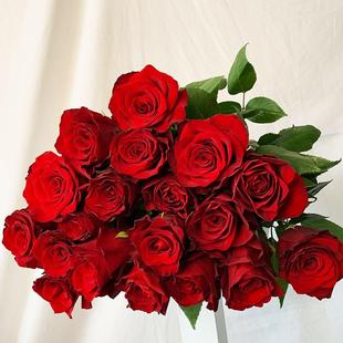 新品 高原红 月季花苗 切花灌木高脚杯直立勤花玫瑰 庭院阳台盆栽