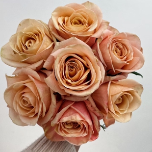 帝王系列 焦糖奶油 月季花苗 大花灌木直立切花月季 庭院阳台盆栽