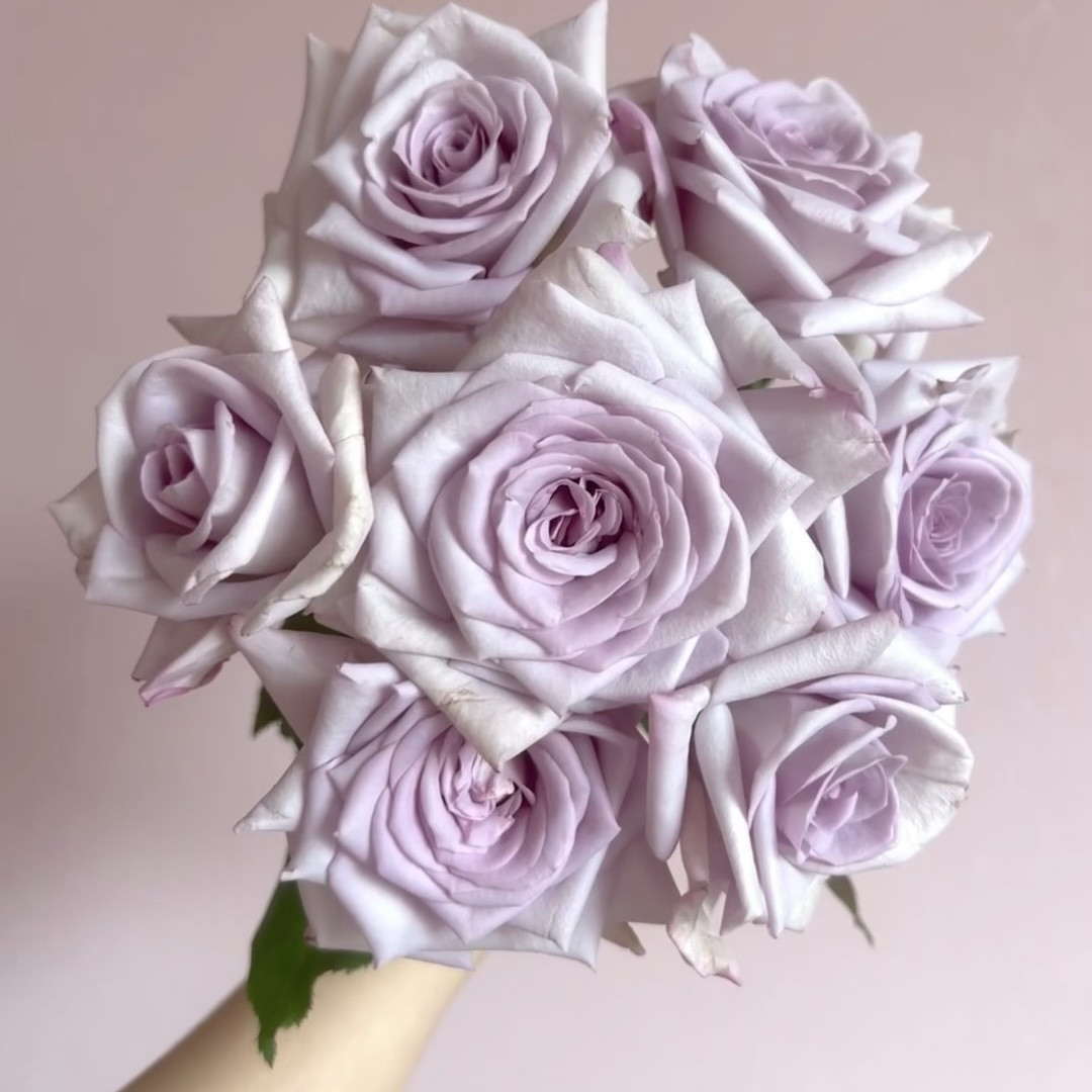 新品 丁香结 月季花苗 灌木大花勤花直立切花 阳台庭院盆栽花卉