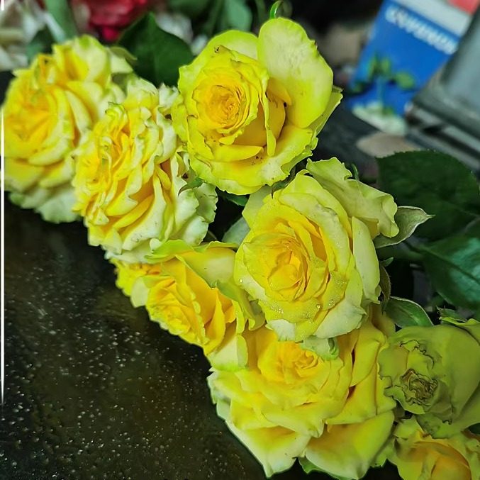 新品 温布尔登 月季花苗 绿色切花大花勤花直立少刺阳台庭院盆栽,鲜花速递/花卉仿真/绿植园艺,月季/蔷薇/玫瑰,淘宝优惠券,粉丝福利购,淘宝优惠卷