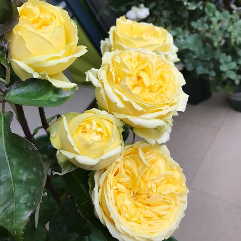 小黄鸡月季花大苗阳台浓香特大花花卉绿植物盆栽多季花