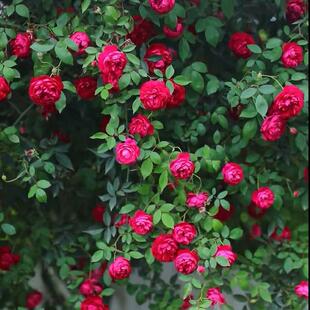 藤本 赤龙含珠 月季花苗爬藤灌木多头勤花玫瑰植物庭院阳台盆栽