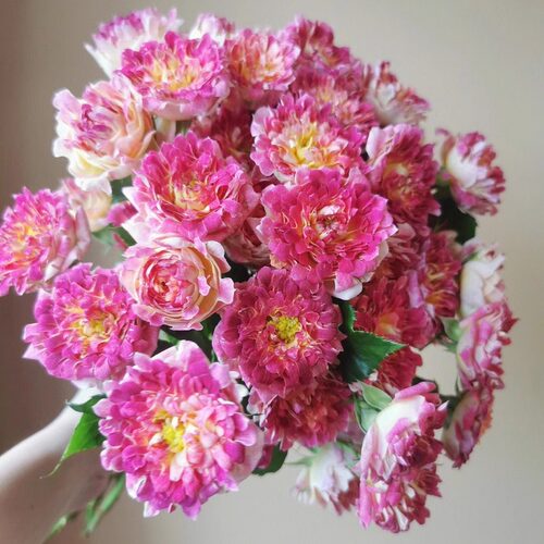 新品 海葵4号 月季花苗  变色灌木勤花多头月季玫瑰 阳台庭院盆栽