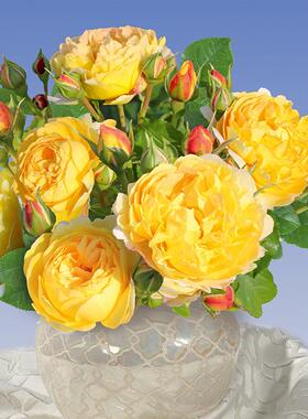 新品 黄金城堡 月季花苗重瓣多头勤花 黄色浓香灌木月季可做藤本