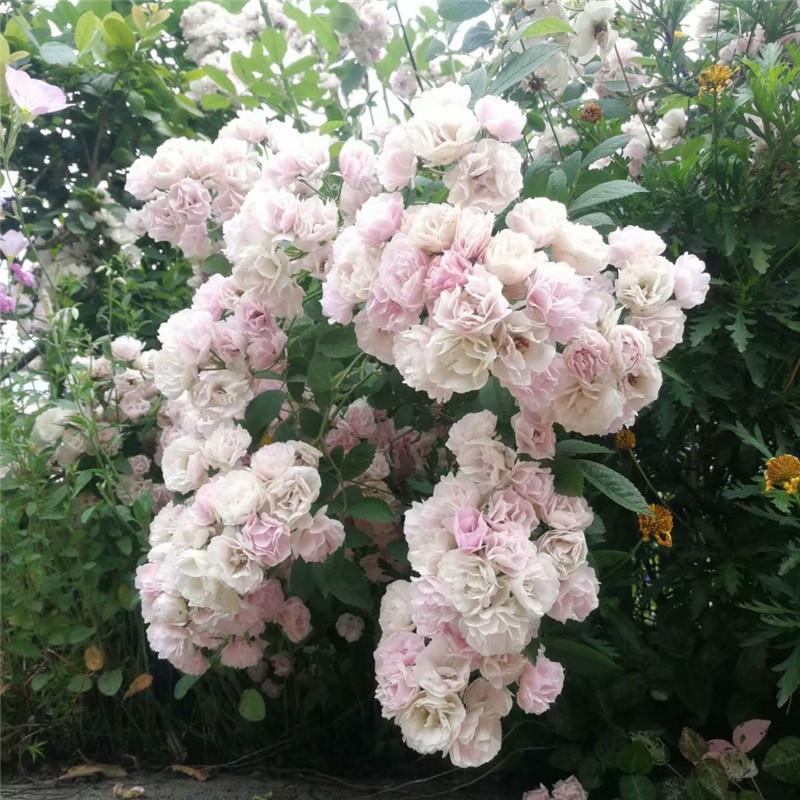 藤本 群舞 月季花苗 爬藤攀援无刺灌木多头勤花月季 庭院花园盆栽