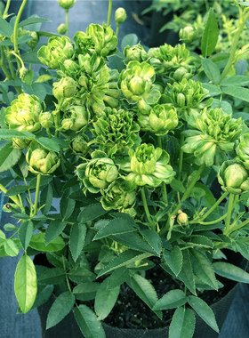 绿萼 中国古老月季花苗 珍稀品种绿叶花帝君袍小花很特别花卉盆栽