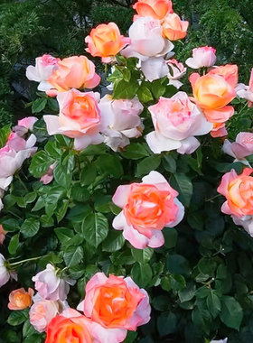 美丽年代月季 尼普 灌木大花浓香浅黄色别名伊莎贝里奥迪西尔月季