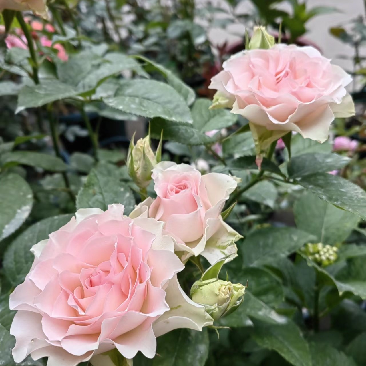 新品 天使之吻 月季花苗大花灌木多头勤花波浪花瓣庭院阳台盆栽