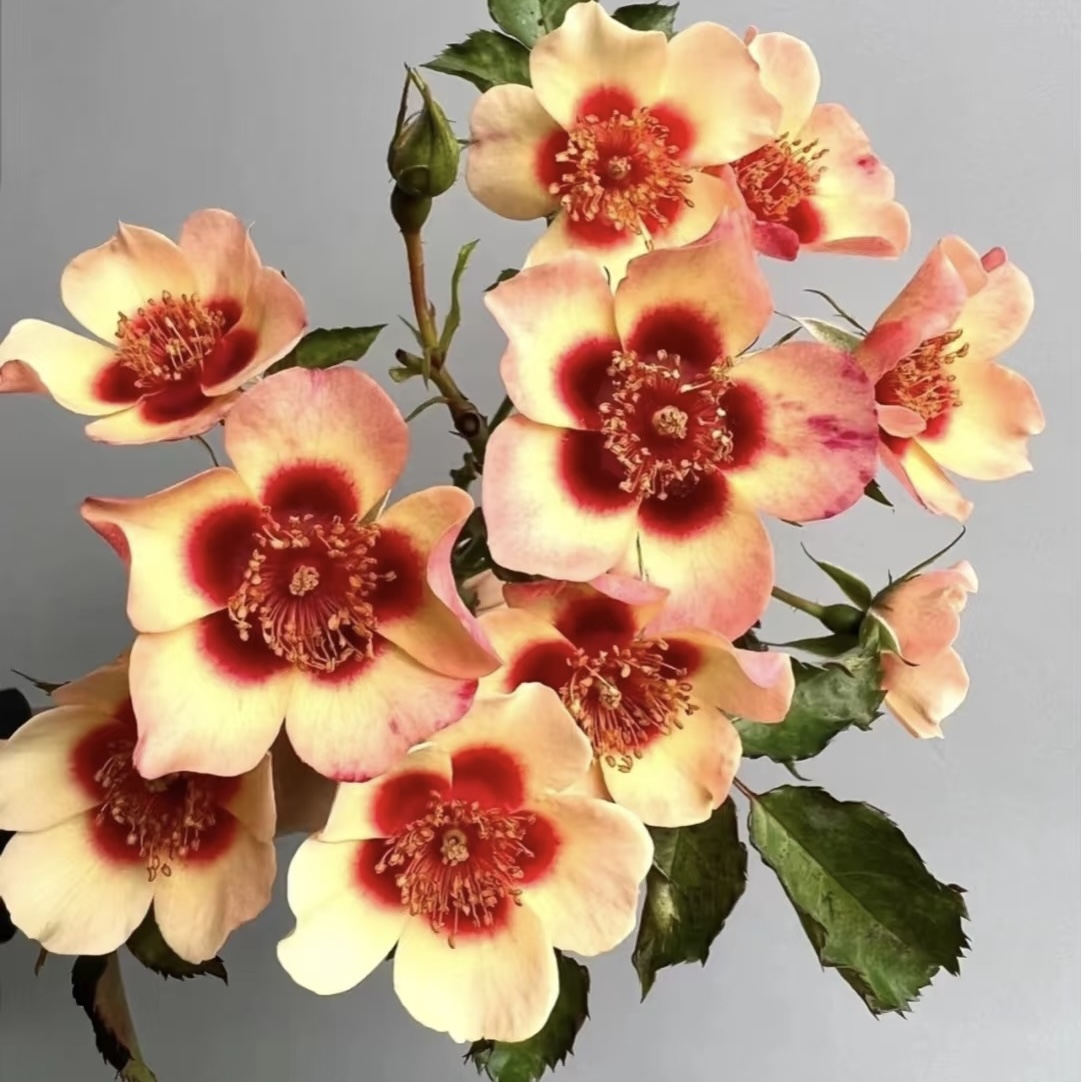 别致巴比伦眼睛 月季花苗 欧月德国月季耐热多季阳台勤花玫瑰盆栽