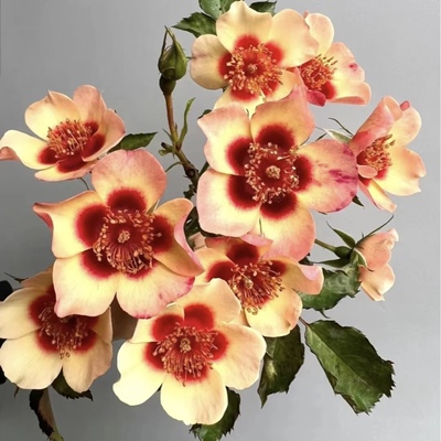 别致巴比伦眼睛 月季花苗 欧月德国月季耐热多季阳台勤花玫瑰盆栽