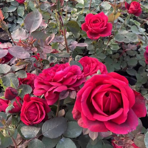 玫昂 爸爸金禧 月季花苗 浓香灌木大花丝绒感月季 阳台庭院盆栽
