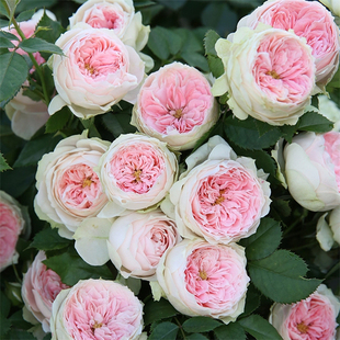 大花 门廊绒球 月季花苗 盆栽欧月灌木勤花耐热阳台庭院花卉植物