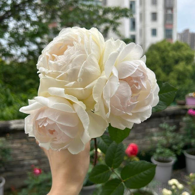 新品 华宵 月季花苗 欧月包子型浓香勤花月季 阳台庭院盆栽花卉