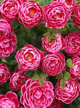 日本玛丽 月季花苗 盆栽阳台庭院包子型 大花灌木玫瑰勤花卉植物
